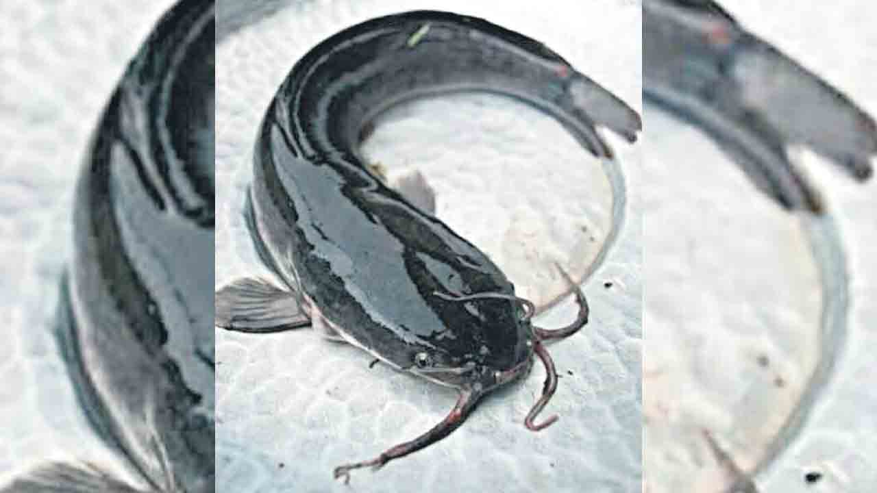 క్యాట్‌ఫిష్‌ను గుర్తించేందుకు సరికొత్త విధానం