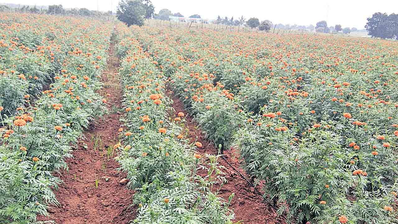 పూల సాగుతో ఆమ్దానీ అధికం