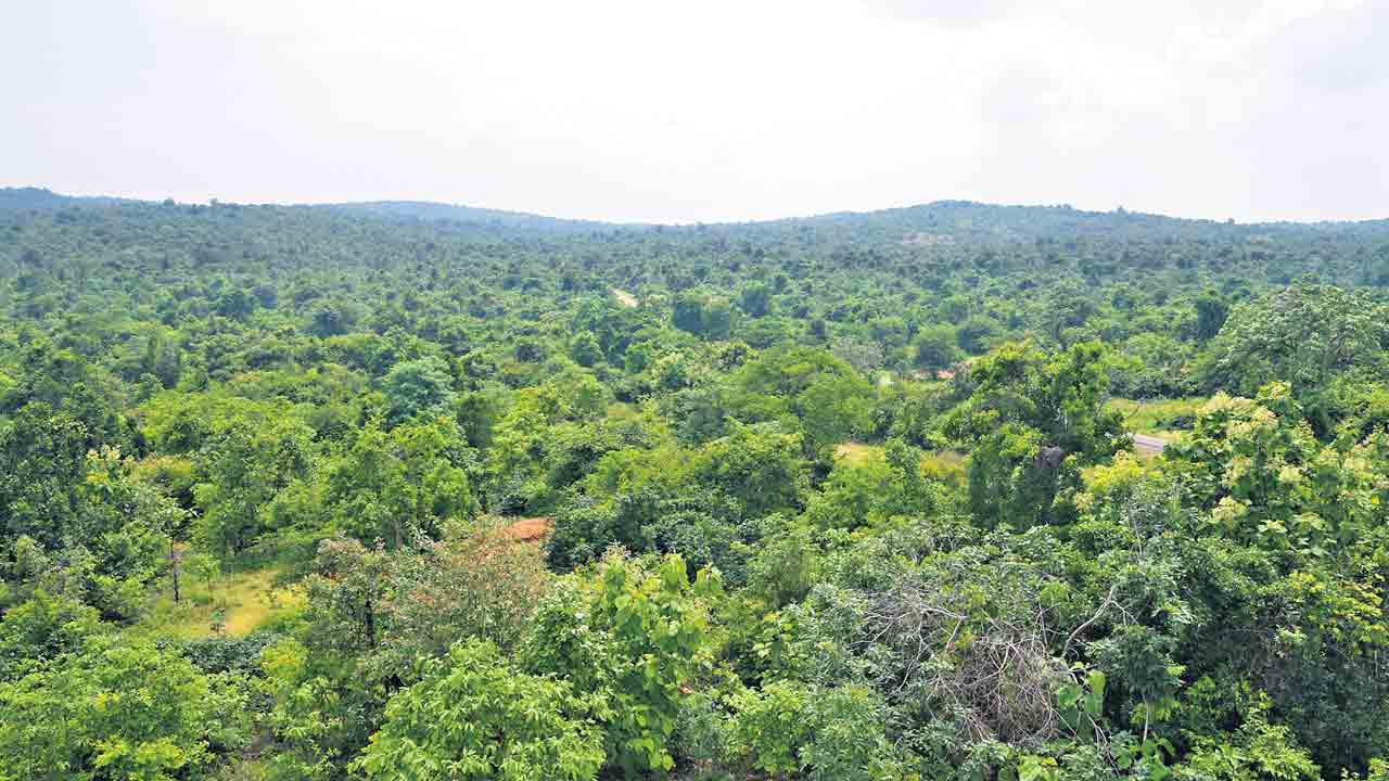 అటవీ శాఖకు అన్నీ అనుకూలతలే