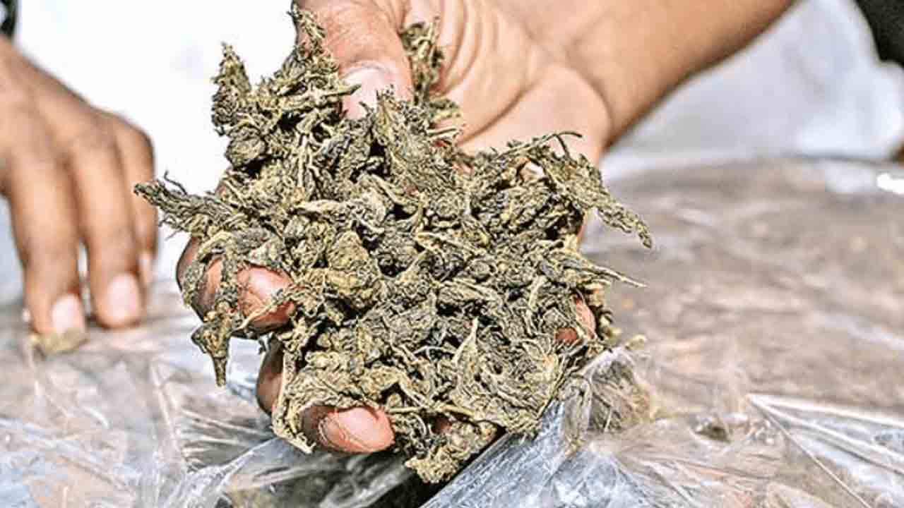 గంజాయి ముఠా అరెస్ట్‌