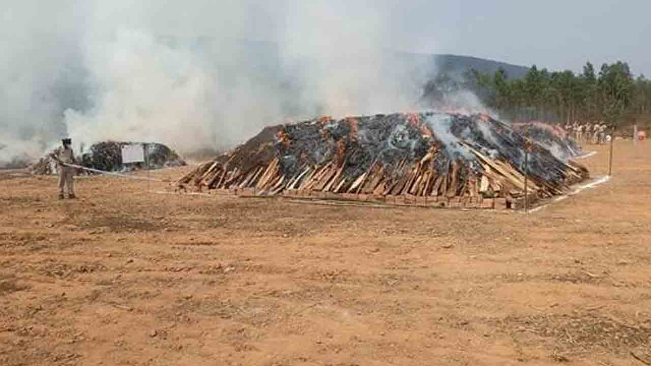 గుంటూరు, అనకాపల్లి జిల్లాలో రూ. కోట్ల విలువగల గంజాయి దహనం