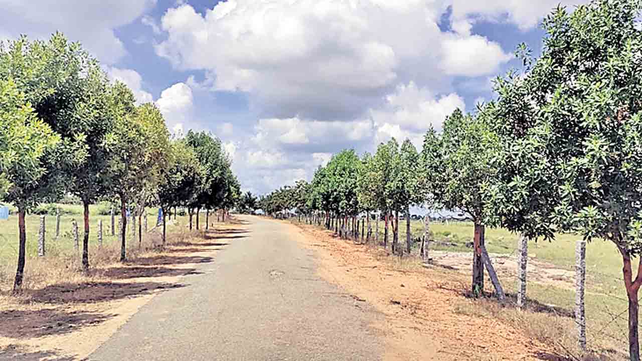 స్వాగత తోరణాలు.. హరిత వృక్షాలు