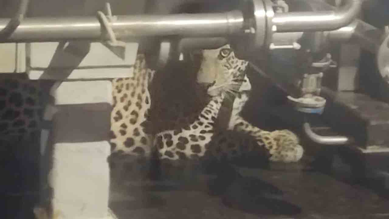 హెటిరో ల్యాబ్స్‌లో చిరుత కలకలం..