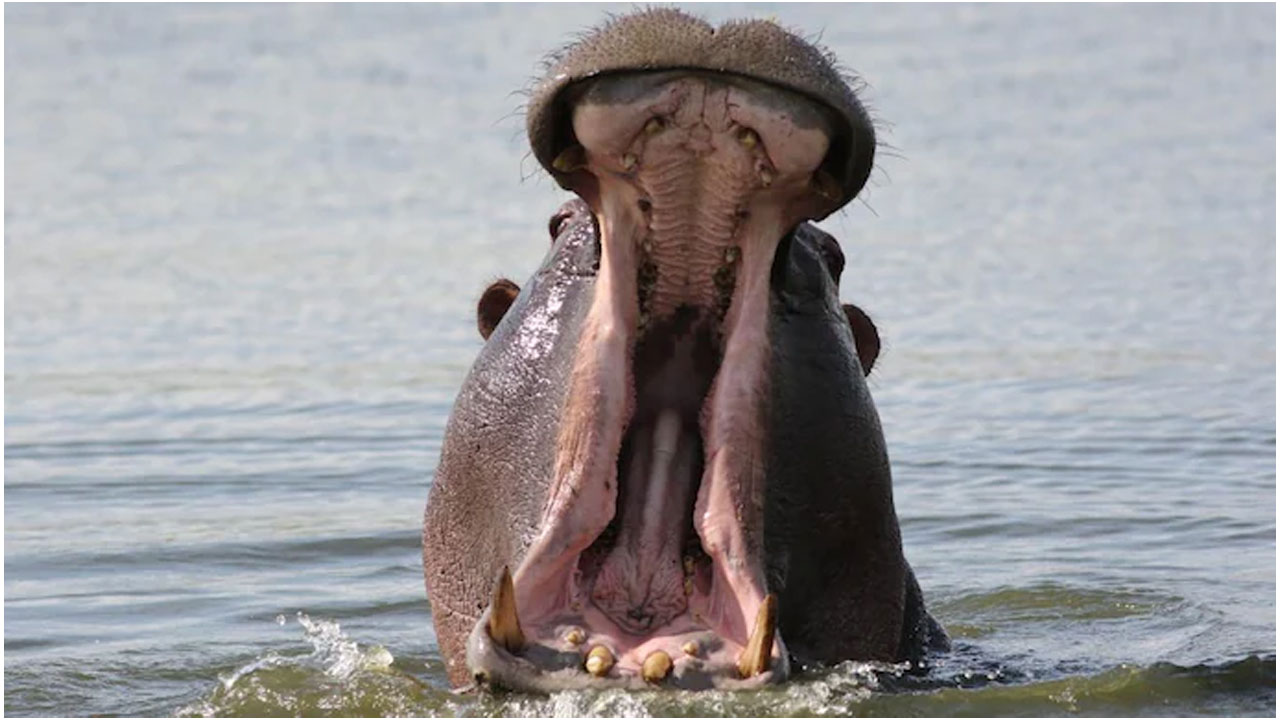 రెండేండ్ల బాలుడిని మింగిన హిప్పో.. ఆపై రెప్ప‌పాటులో ఏం జ‌రిగిందంటే..!