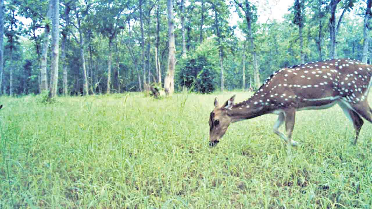 వన్యప్రాణులకు గ్రాసం