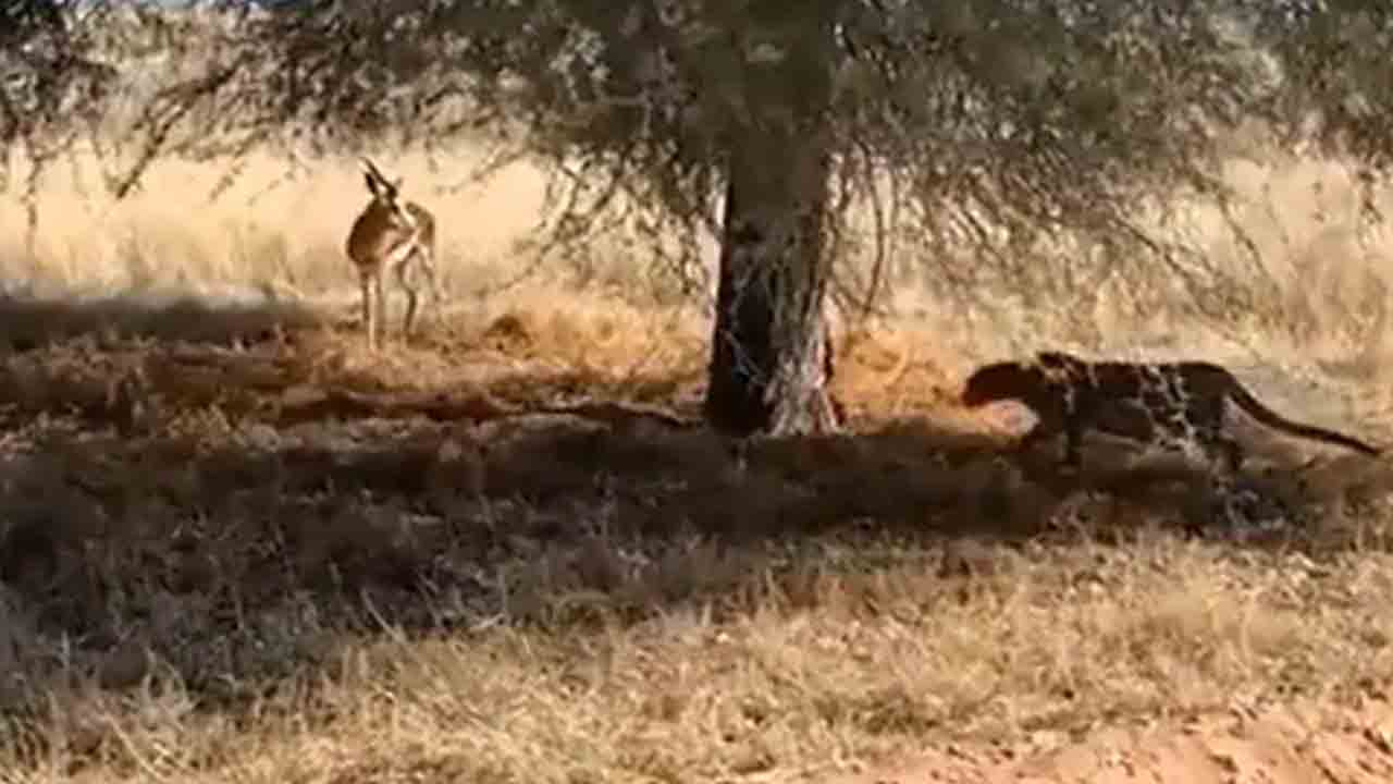 Viral Video | దొంగ‌చాటుగా జింక‌పై దాడి చేసిన చిరుత‌