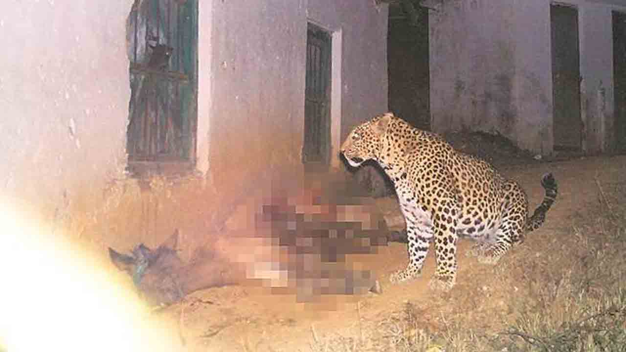 కాట్రియాలలో చిరుత భయం