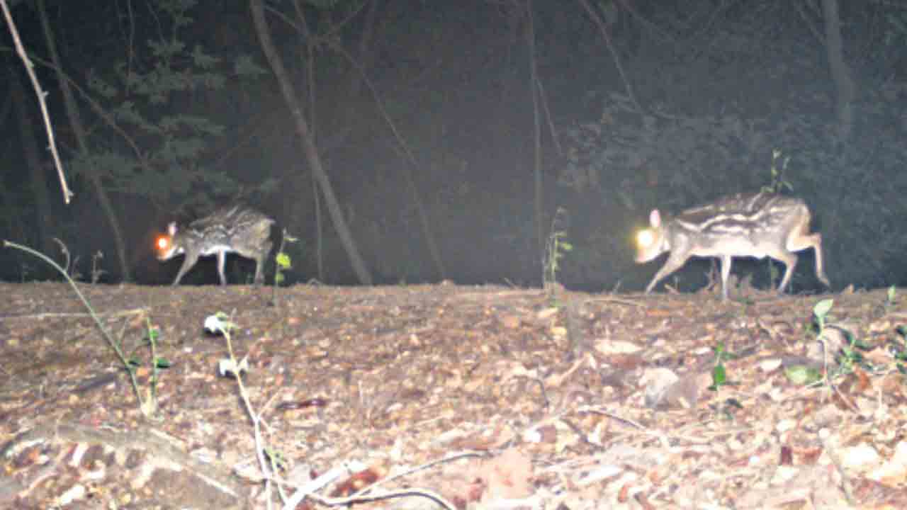 చెంగుచెంగున మూషిక జింకలు!