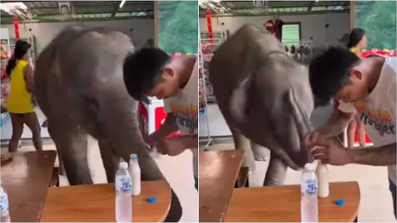 వైర‌ల్ వీడియో : పాల కోసం పిల్ల ఏనుగు ఏం చేసిందంటే..!