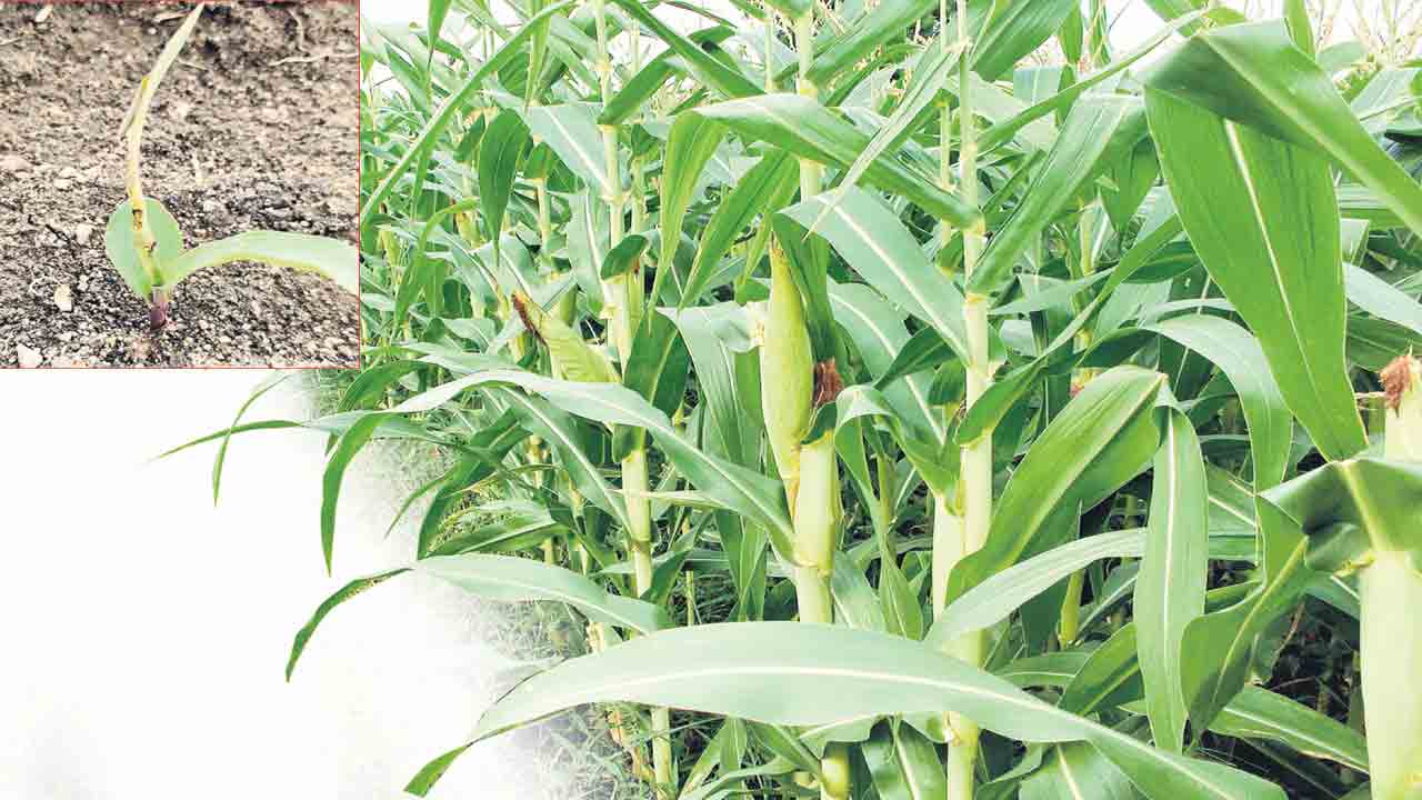 కాండం తొలుచు పురుగును అరికడుదాం