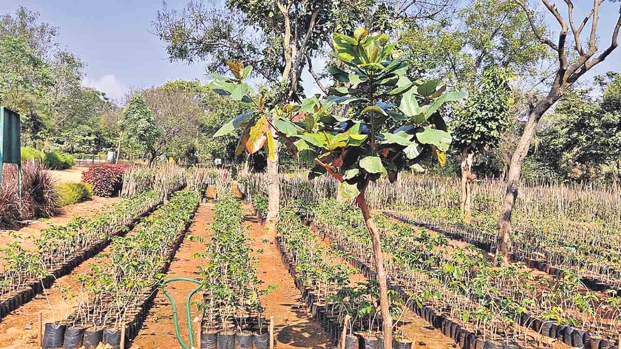 ఆకుపచ్చని వైభవం తెచ్చేలా..