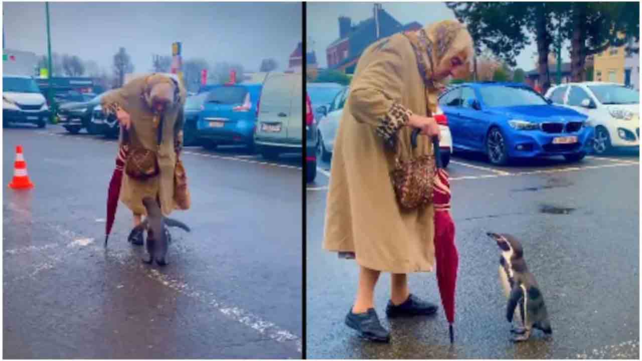 వైర‌ల్ వీడియో : పెంగ్విన్‌తో వృద్ధురాలి ముచ్చ‌ట్ల‌కు నెటిజ‌న్లు ఫిదా