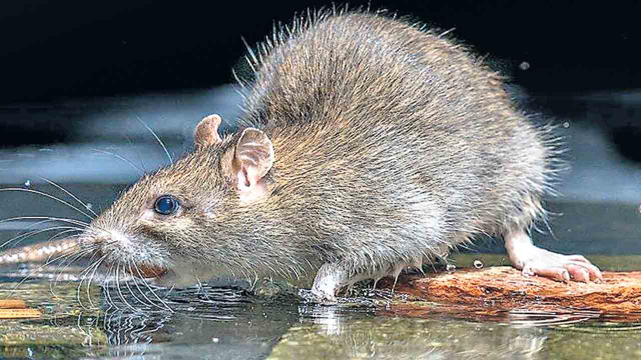 ఎలుకలను పట్టుకొంటే కోటి 38 లక్షల జీతం!