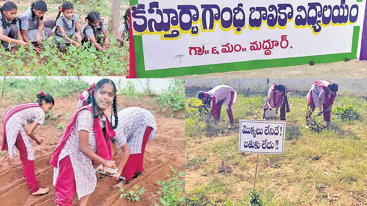 బాలికలే.. హాలికలు!