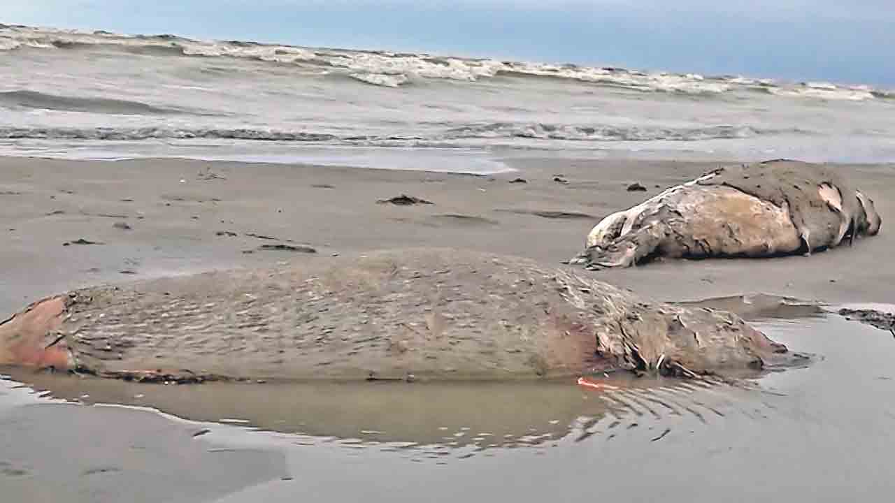 రష్యా తీరాన 1700 సీల్స్‌ కళేబరాలు