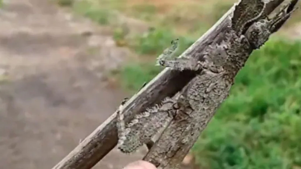 వైర‌ల్ వీడియో : ఆ స్టిక్‌లో ఏముందో తెలుసా..!