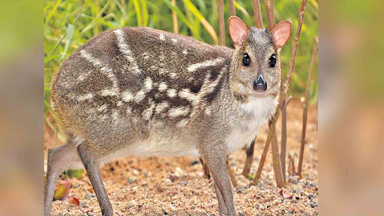 మౌస్‌డీర్ల పరిరక్షణకు సీసీఎంబీ పరిశోధనలు