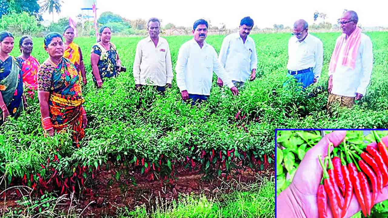 మిర్చి రైతుకు వెన్నుదన్ను