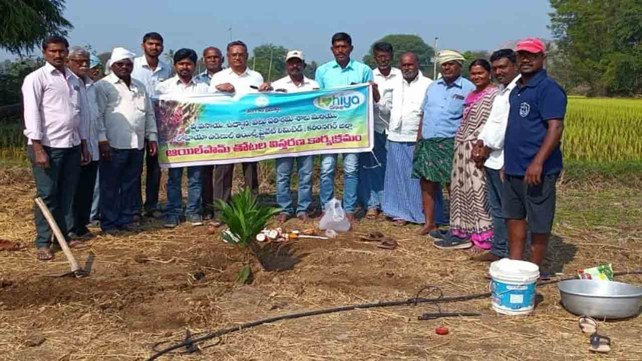 ఆయిల్ పామ్ సాగుపై దృష్టిసారించాలి