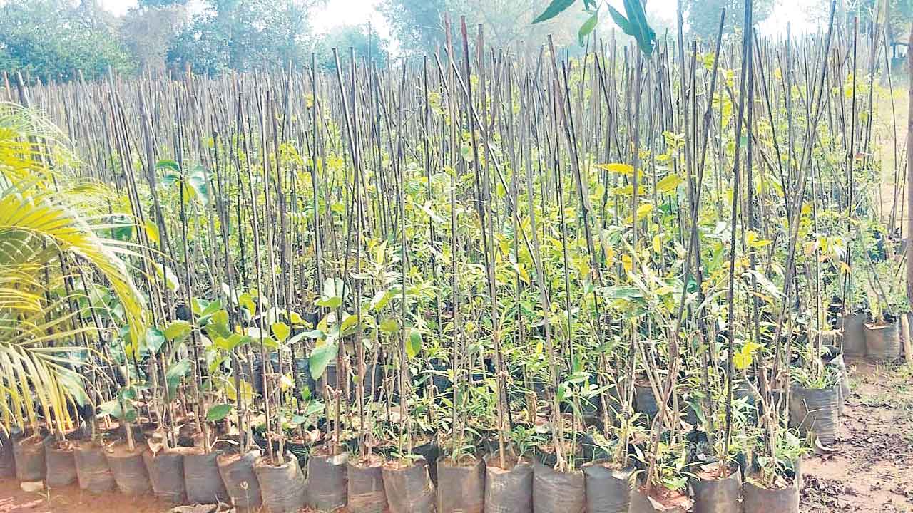 హరిత సన్నద్ధం