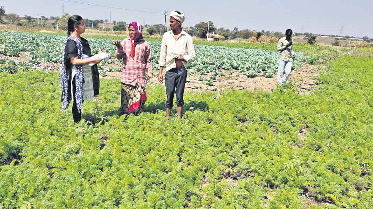 పక్కాగా సాగులేక్క..