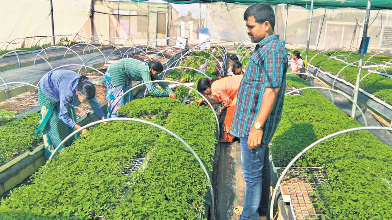 నారు దృఢంగా..దిగుబడి అధికంగా..