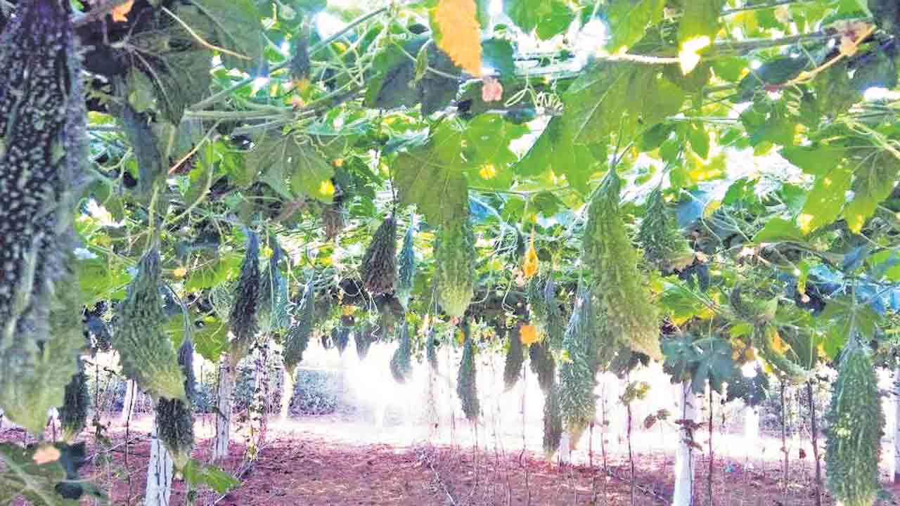 తీగజాతి కూరగాయల సాగుకు సరైన సమయం