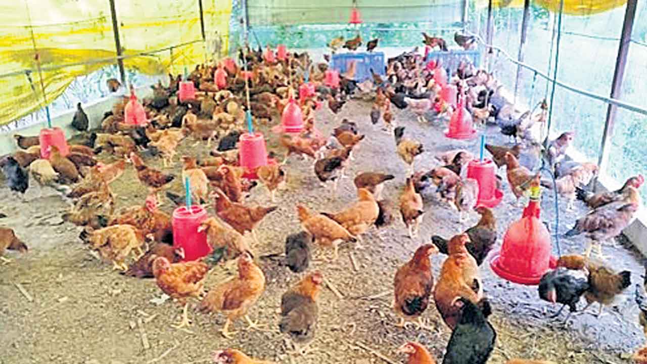 నాటు కోళ్లకు భలే డిమాండ్‌