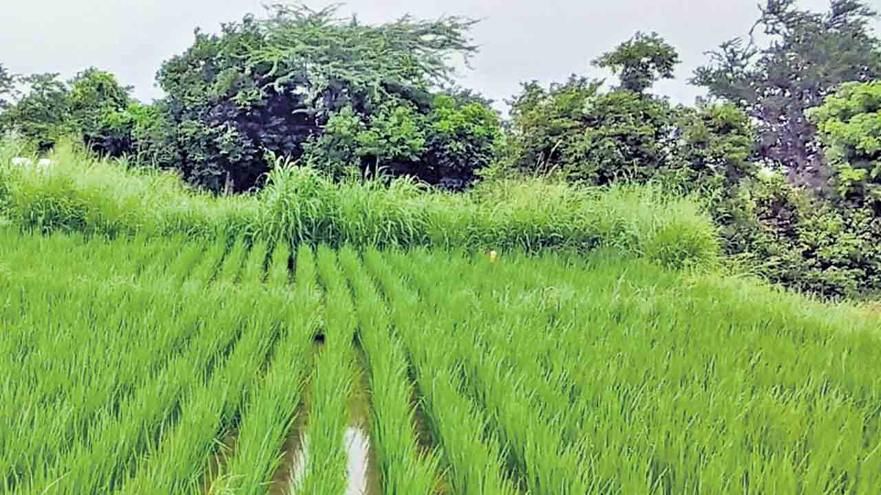 శ్రీవరి అధిక దిగుబడి