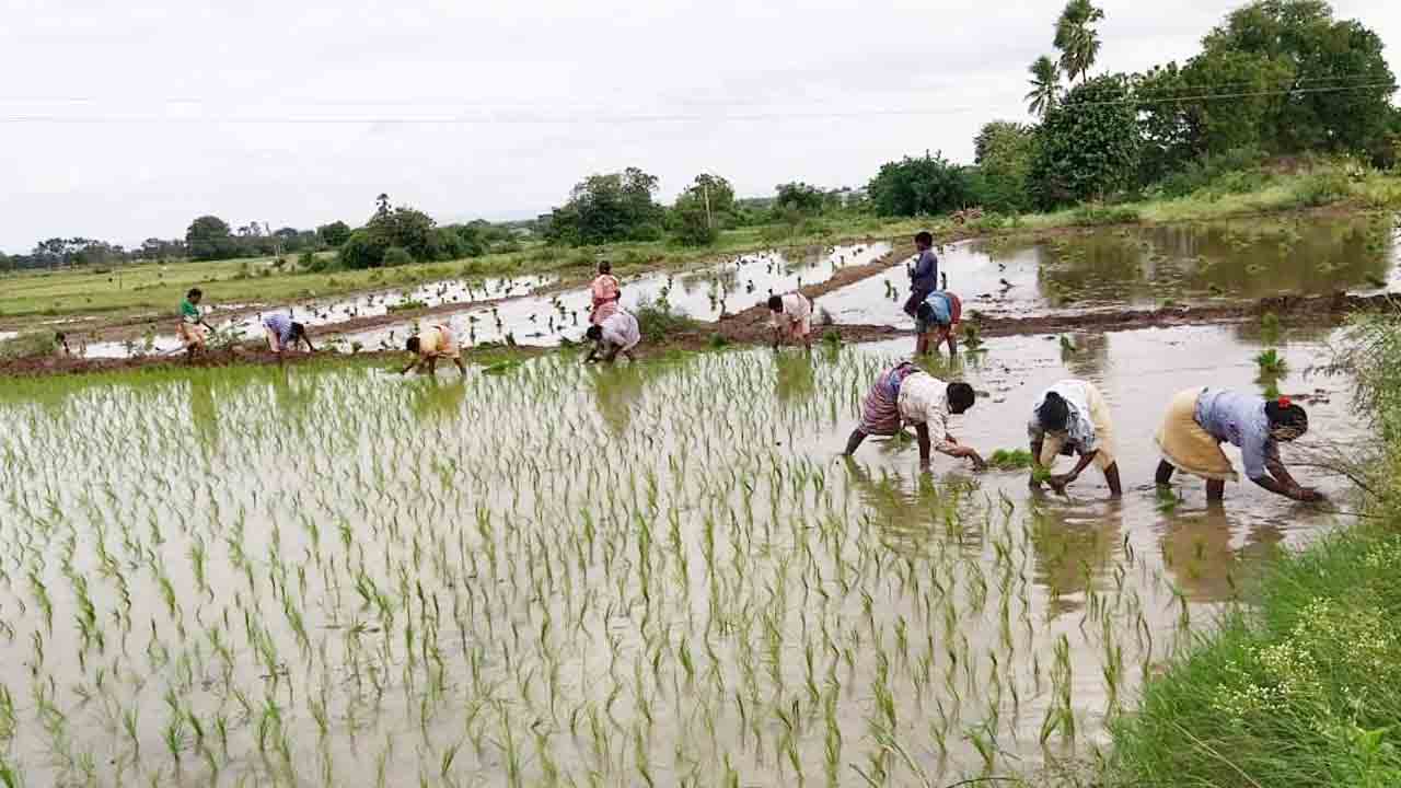 ఆశాజనకంగా యాసంగి
