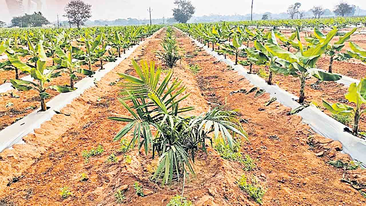 డబుల్‌ ఆదాయం