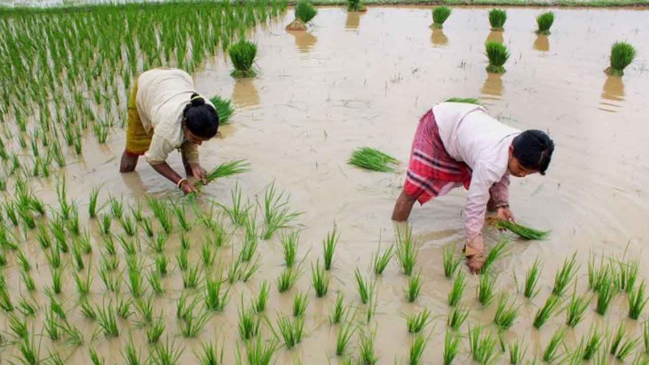 యాసంగి సాగు బాగు.. 39 లక్షల ఎకరాలకు చేరిక