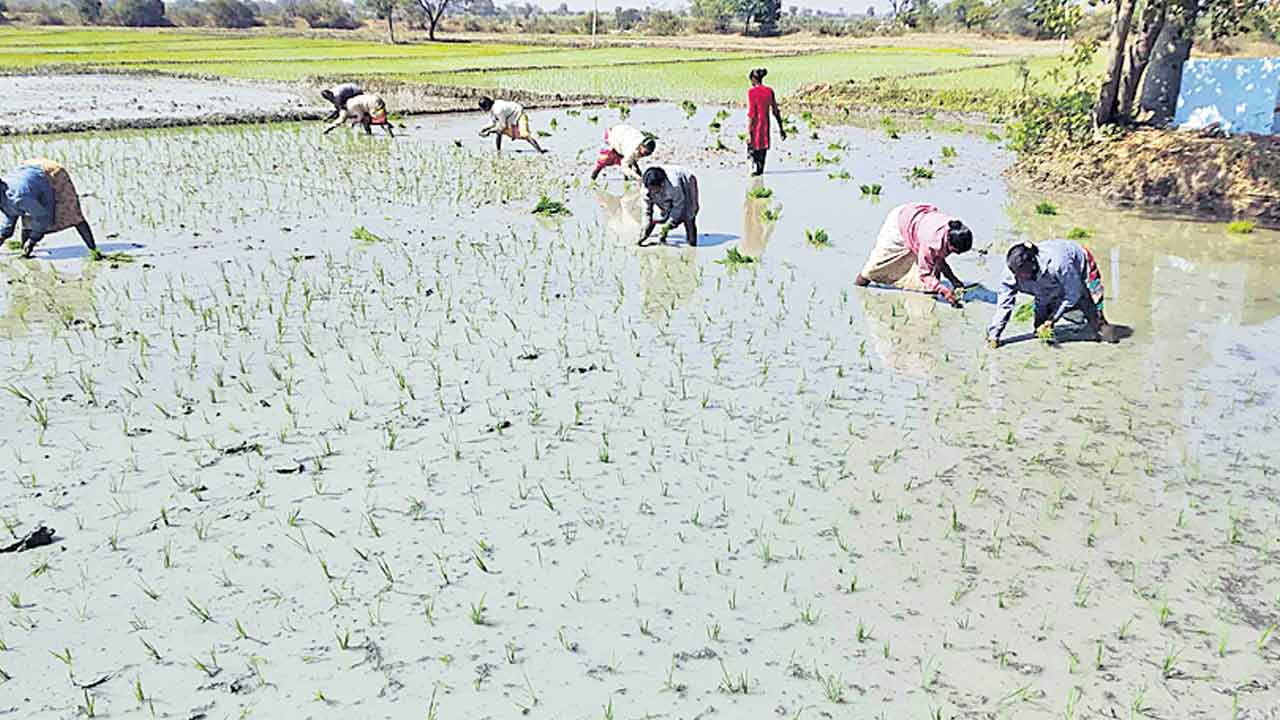 జోరుగా యాసంగి వరినాట్లు