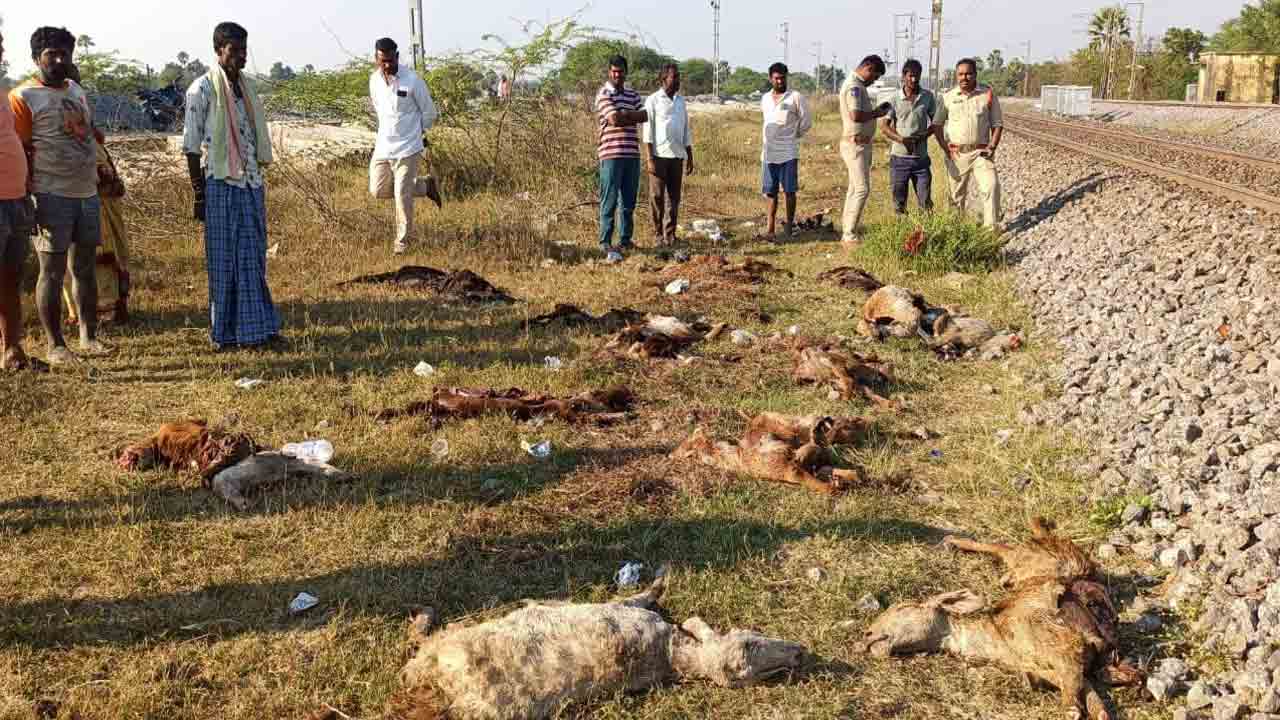 రైలు ఢీకొని 65 గొర్రెలు మృతి