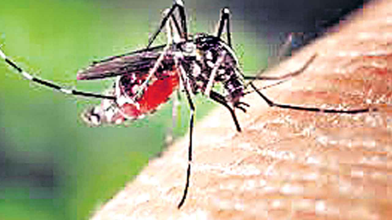 ఆందోళనకరంగా మస్కిటో అలర్జీ