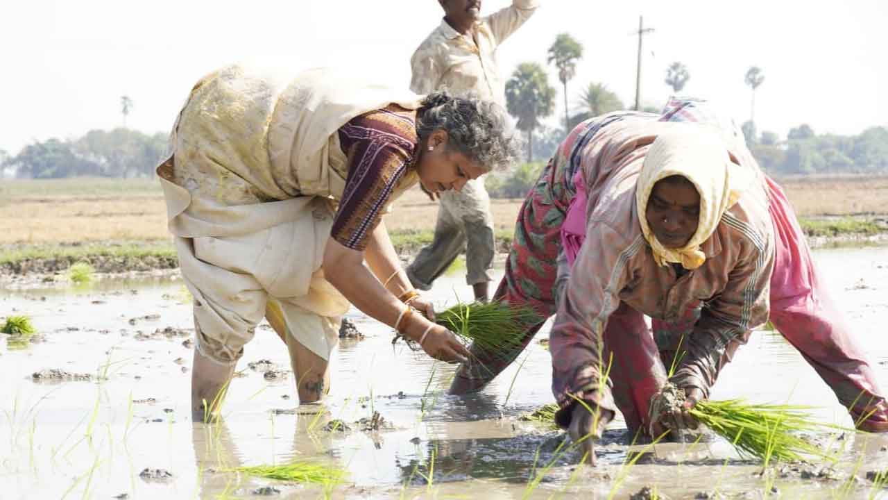 మహిళలతో కలిసి.. నాటువేసి
