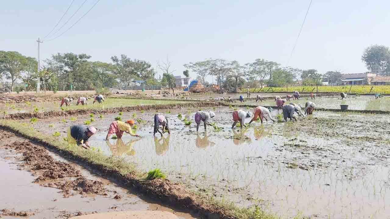 సమృద్ధిగా నీరు.. వరి నాట్ల జోరు