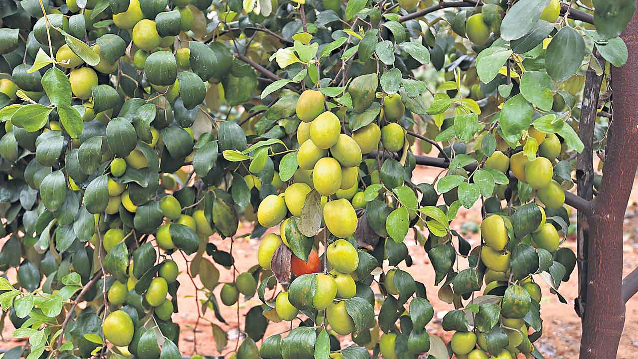 ‘బేర్‌’ పంట.. సిరులు ఇంట..