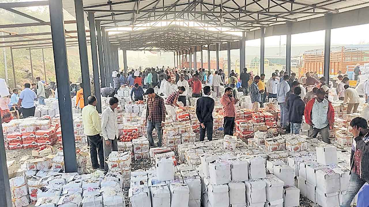 ‘మామిడి’ కోసం.. మరో ఆరు షెడ్లు