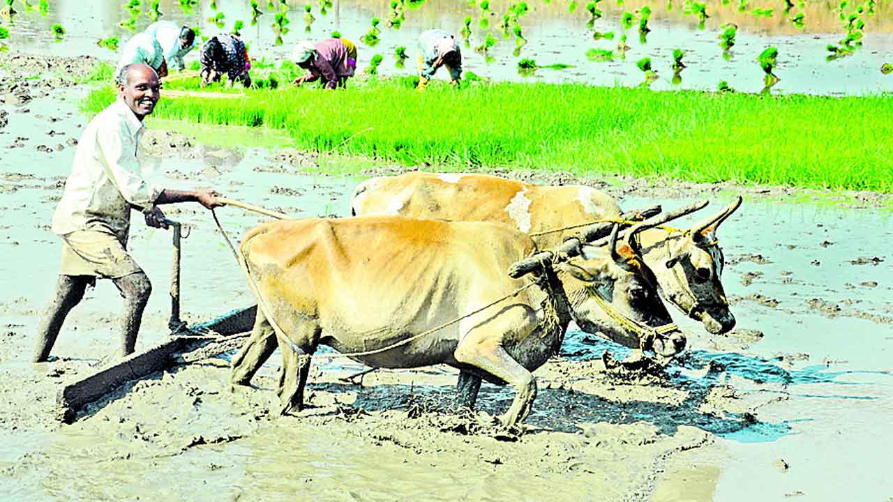 పెట్టుబడి వచ్చె.. రైతన్న మురిసె..
