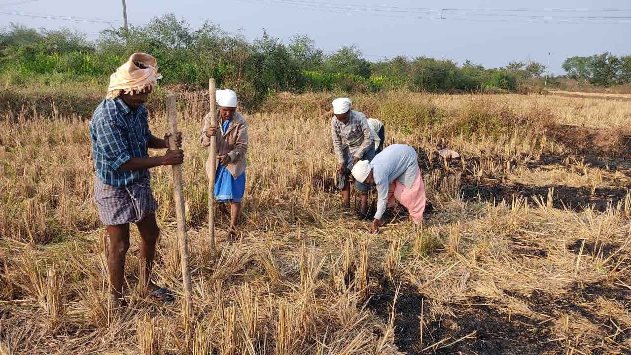 వరి మాగాణుల్లో మక్క సిరులు