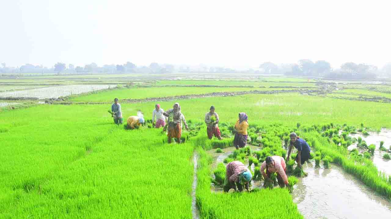 దర్జాగా సాగు