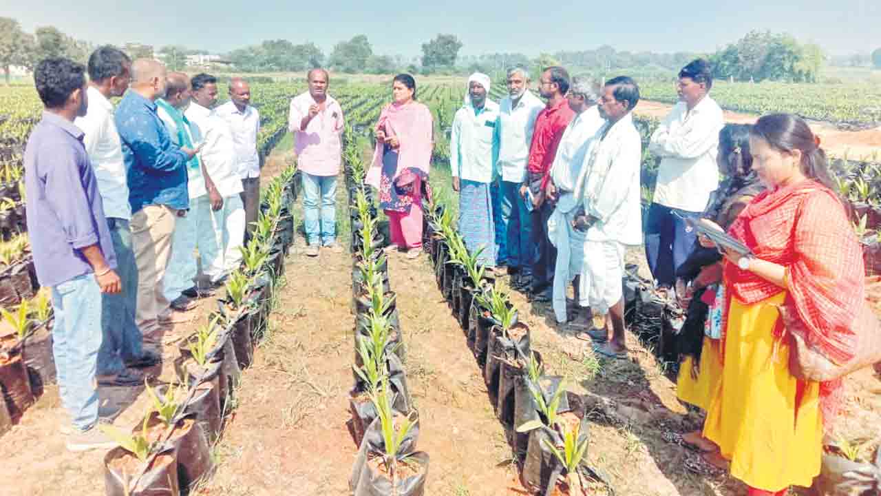 ఆయిల్‌పామ్‌ సాగుపై అవగాహన