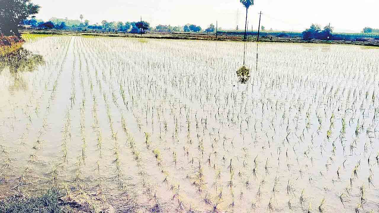 ఎత్తిపోతల ఫలం.. సాగునీరు పుష్కలం
