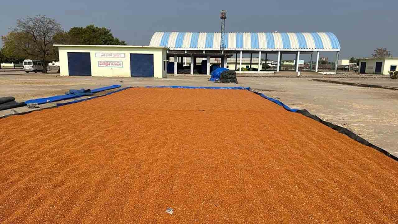 కంది రైతుల్లో చిగురిస్తున్న ఆశలు