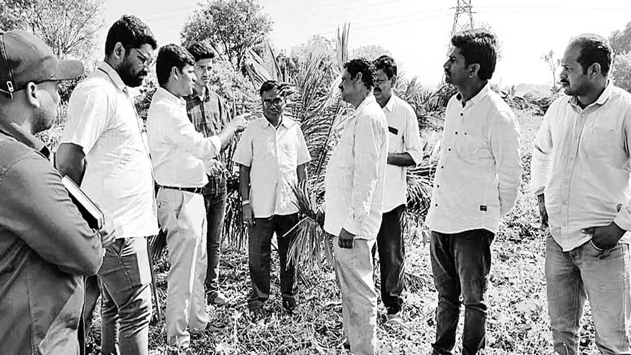 ఆయిల్‌పామ్‌లో తొలిదశ పూల గుత్తులను తొలిగించాలి