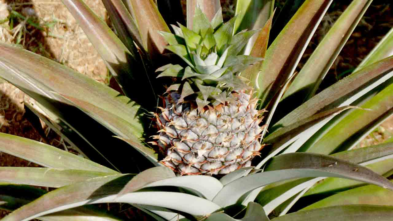 పైనాపిల్‌.. సక్సెస్‌ఫుల్‌