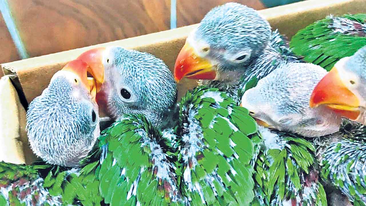 అరుదైన రామచిలుక పిల్లలు.. హైదరాబాద్‌ ఆరాంఘర్‌ వద్ద పట్టుకున్న అటవీ సిబ్బంది