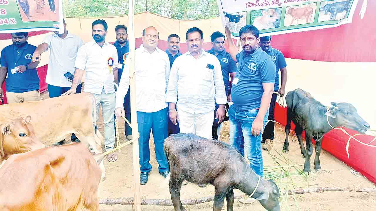 క్షీర విప్లవం దిశగా..