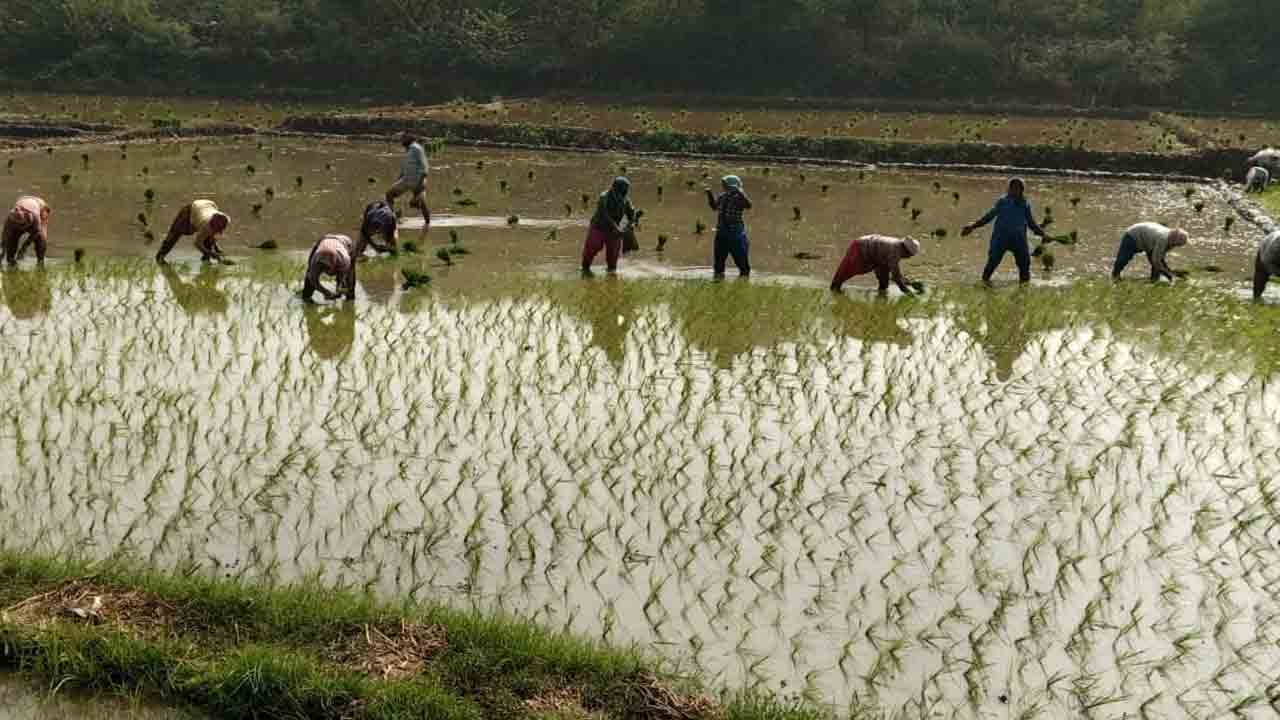 వరిలో తడి-పొడి విధానం మేలు